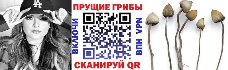 Псилоцибиновые грибы мицелий darknet наркотические препараты Нытва